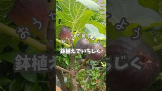 鉢植えでいちじく栽培#家庭菜園 #いちじく #無花果#ベランダ菜園 #果樹