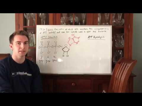 Ratio of ATP and ADP, and How Cyanide Upsets this Balance (BIOS 041)