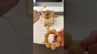 Bontot is missing! Babu panics and keeps looking for him #shorts #cat