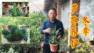 养殖芦荟“问题”多，叶片干蔫有应对方法，学会2招就够了！