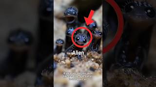 "Don’t Let Their Cuteness Fool You – RUN!"#ai #creature #shorts