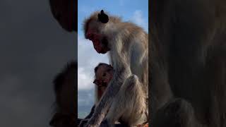Monkey mother loves her baby #monkeybaby #monkeylove #monkeymom #love