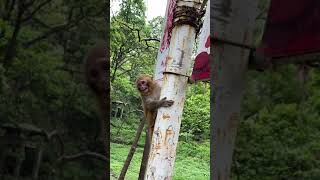 This baby monkey was scared by tourists -aww monkey