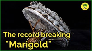 The record breaking "Marigold"