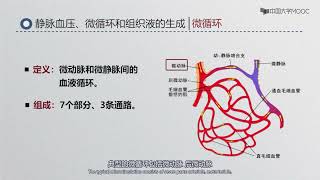第4章 血液循环 | 3血管生理 - 静脉血压、微循环和组织液的生成
