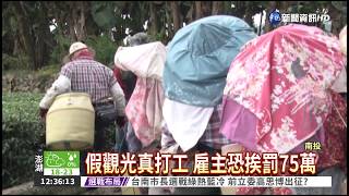 假觀光真打工 越南婦來台採茶