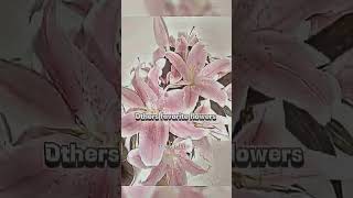 #flowers#foryou#sub#edit#beautiful#pretty#youcanlearnanything#youcandoanything#life#aesthetic