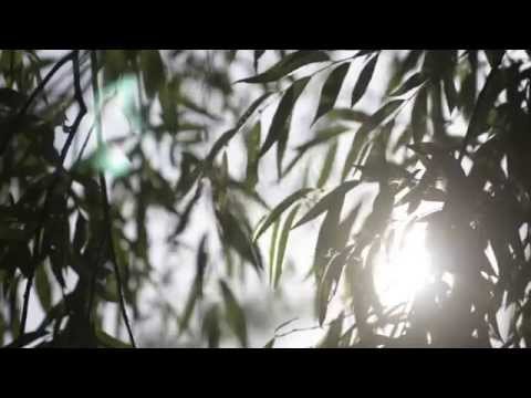 Sunset in the park (cinematic test  - Nikon D7000 with Nikkor 105mm f2.8 and variable ND)