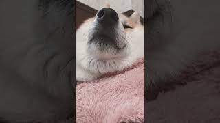 【介助犬留菜】暖かくてウトウト #shorts