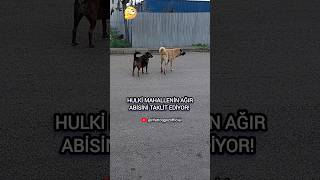 Hulki taklit yeteneğini gösteriyor! #keşfet #hulki🐶 #köpekvideoları #diy #ilginçolaylar