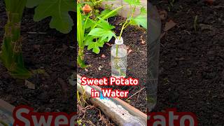 Rooting Sweet Potato Cuttings in Water and Planting #sweetpotato