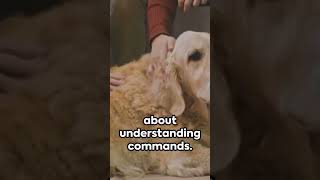 #doglover #dogshorts #dogsoftiktok #dogsofinstagram #dogsofyoutube #dosgaming