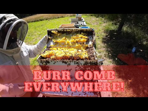 CHAOTIC! Burr Comb Everywhere!