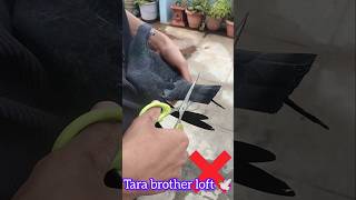 plz don't cut pigeon Tile🧐🕊#kabootar#bird#pigeonlove #status#viral#pigeon#lo#pigeonlover#kabutar#tag