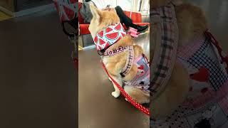 ６月［柴犬介助犬］るなちゃん電車で移動する　#柴犬介助犬 #介助犬と桃にゃん #介助犬るな #介助犬 #shiba #dog #cutedog