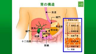 胃がんとは（総論）
