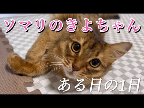 【ソマリのきよちゃん】ある日の1日