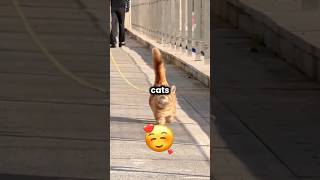 The end 😂😂 #cat #catshorts #catlovers #catmemes #catvideos #cats #fyp #viralshorts #trendingshorts