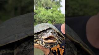 INSANE Map Turtles!! The Barbour’s Map Turtle #reptiles #turtles #wildlife #animals