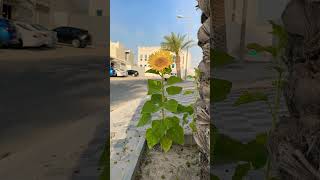 Sun kiss💛🍃🌻🍃😮 #nature #shorts #trend  #youtubeviews #instayoutube #youtubesubscribers