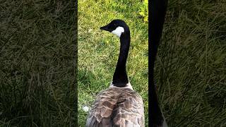 🔥What beautiful Canada goose 多么美丽优雅的加拿大雁，羽毛非常漂亮🔥So lovely🌹卡尔加里市 #Canadagoose #wildanimals #shorts
