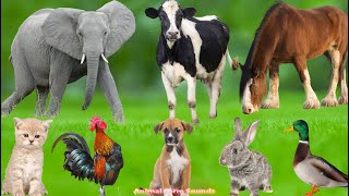 Mischievous Farm Animals: Goat, Pig, Duck, Cow, Cat, Dog, Horse, Sheep – Animal Videos