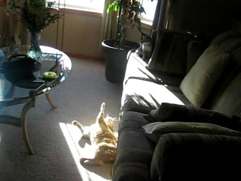 Two of my cats, Ty and Karma, being retarded