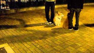上門犬隻訓練 --- 中型貴婦犬"春卷"的行為訓練(與其他犬隻接擉1)