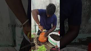 Marigold Flower 🌼 Re-Poting Tips 🪴#gardening #diygarden #plants #tamil #EI360