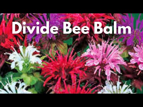 How To Divide Bee Balm Monarda