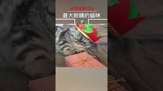 最大眼睛的貓冰【出類拔萃】#shorts