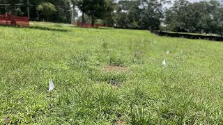 Potentially dozens of unmarked graves discovered at Decatur park