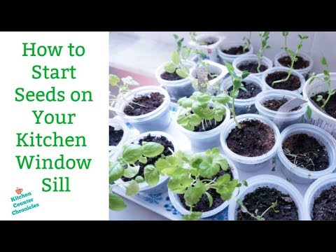 It is Simple to Start Seeds on Your Window Sill