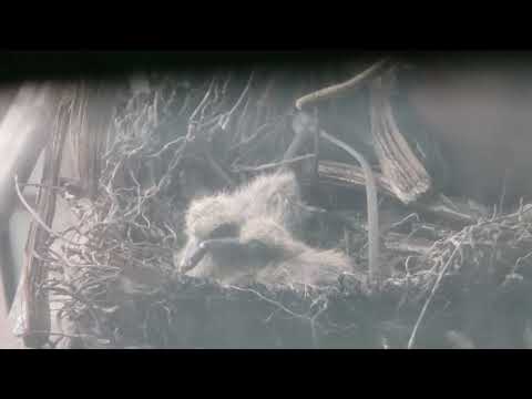 2  bird babies only survived one....