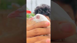 ￼rode rakhe se😍#please #like #share #comment #subscribe #pigeon #saport #birds 🥰🕊️