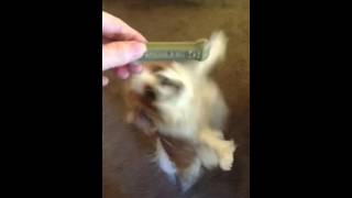 Giving Dee and cookie treats!