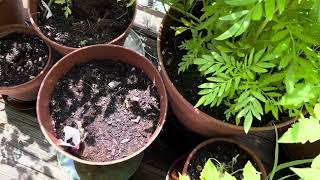 Ten vegetables and fruits you can grow in small space .Save water