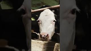 Top 5 Fun Facts About Animals #animals #funnyanimals #viralshorts #swiftshorts @Swift-Shorts1