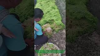 Sphagnum Superpowers: Nature's $9800/Ton Sponge