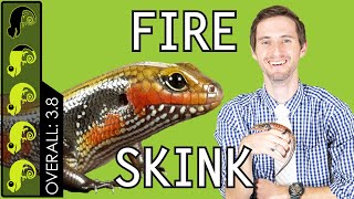 Fire Skink, The Best Pet Lizard?