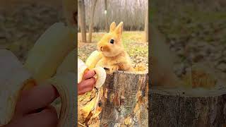 Come and catch the little rabbit. Cute pet debut plan. Rabbit. Pastoral cute pet.