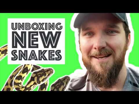 Unboxing Snakes - Bringing home some new carpet pythons - Cookies Critters