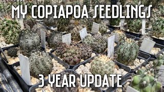 My Copiapoa Cactus Seedlings | 3 Year Update & Tour