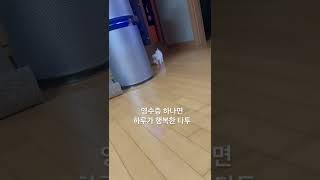 아기고양이 스코티쉬폴드 노는게 제일좋아 #shorts