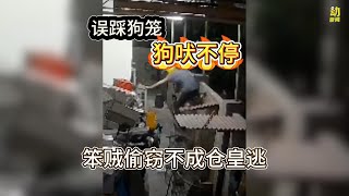 动新闻｜深夜企图翻墙偷窃却狼狈逃 原来是这个原因
