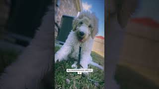 My DAAWWGGGG GRECO 🐶 #GrecoTheDog #DogLife #PuppyLove #DoggoVibes #FurryFriends #DogsOfInstagram