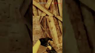 AWPFLICK ¿SIN MIRA????! #csgo #counterstrike #csgoclips #cs16 #lol, #css #memes, #csfan, #steam