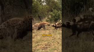 Epic Showdown: Wild Dog Pack vs. Hyena Clan