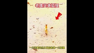 老鷹偷襲狐狸 #神奇的動物紀錄片 #動物科普 #動物世界看人生百態 #神奇動物 #老鷹