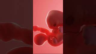 week 5 baby growth | baby growth during pregnancy #babygrowth #weekbyweekpregnancy #weekbyweek